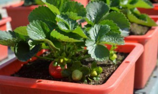 水种草莓的种植方法（水种草莓的种植方法视频）