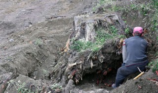 挖树桩的正确方法（挖树桩的正确方法图片）
