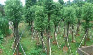 香樟树种的培植方法 香樟树种的培植方法有哪些
