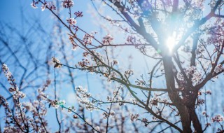 冬天的梅花养护方法 冬天的梅花养护方法视频