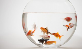 fish怎么读 fish怎么读英语