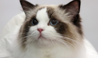 家里猫毛太多怎么清理 家里猫毛太多怎么清理干净