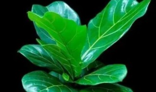 琴叶榕养植方法修剪 琴叶榕怎样修剪