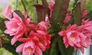 令箭荷花的修剪方法（荷花令箭如何修剪）