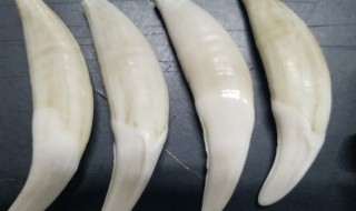 狼牙的鉴别方法（狼牙的鉴别方法视频）