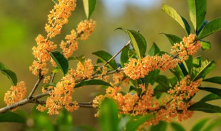 桂花盆栽的修剪方法（桂花盆栽如何修剪）