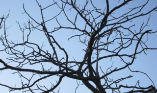 修剪树的方法（修剪树技巧）