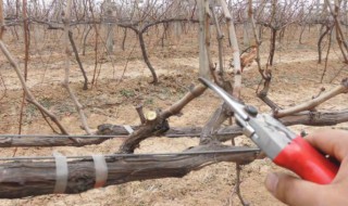 树枝修剪方法（树枝修剪方法图片 图解）