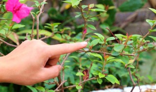 三角梅修剪时间和方法（三角梅的修剪方法和注意事项）