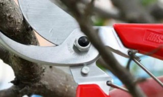 果树修剪方法 果树修剪方法及作用