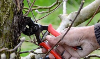果树的修剪方法(果树的修剪方法和技术)