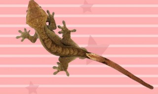 壁虎在家要怎么处理（壁虎在家要怎么处理掉）