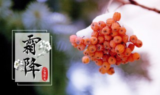 关于霜降的资料 关于霜降的资料50字