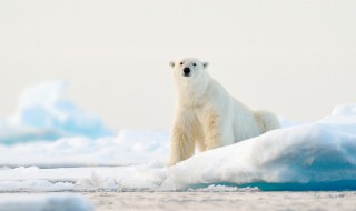 动物园英语怎么读（动物园英语怎么读音发音）