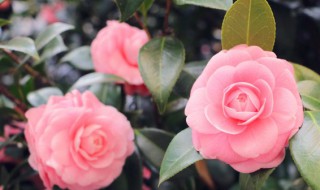 花语的意思（桔梗花语的意思）