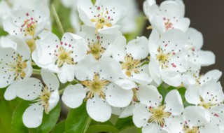 梨花的花语是什么意思（梨花的含义是什么意思）