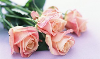 粉色玫瑰花语是什么意思 15朵粉色玫瑰花语是什么意思