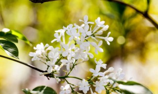 丁香的花语是啥 丁香花花语是什么意思