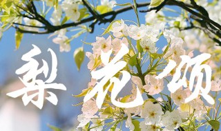 梨花颂歌词是什么意思 梨花颂歌词是什么意思?