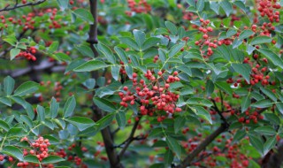 花椒树修剪方法 花椒树修剪方法花杪