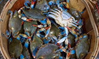 夏天活青蟹怎么保存（冬天青蟹怎么保存）