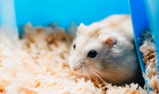 仓鼠在家跑不见了怎么办（仓鼠在家跑不见了怎么办呢）
