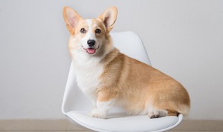 在家怎么给小狗洗澡（在家怎么给小狗洗澡呢）