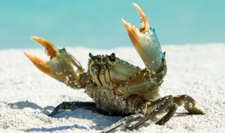 活的三门青蟹怎么保存（活的三门青蟹怎么保存方法）