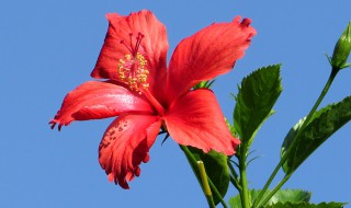 扶桑花的修剪方法（扶桑花的修剪方法视频）