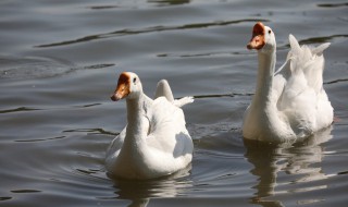咏鹅的意思全解 咏鹅的意思全解秒懂百科