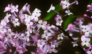 丁香的花语是什么意思 丁香花语是什么意思 寓意