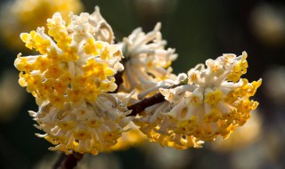 结香花的风水和禁忌 结香花放在家里好吗