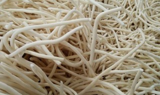 通草的功效与作用需要注意什么（通草的功效与作用点用）