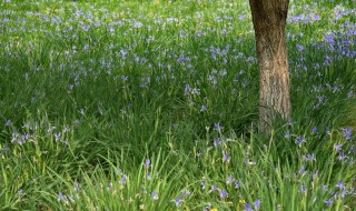 草坪花卉有哪些（草坪属于花卉吗）