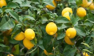 柠檬树的养殖方法和注意事项是什么(柠檬树的养殖方法和注意事项是什么呢)