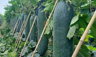 黑皮冬瓜种植技术与管理 黑皮冬瓜最新种植技术