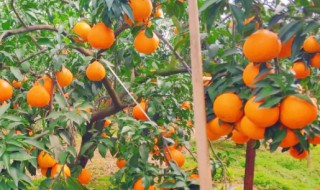 沃柑10月份怎么管理（沃柑十月份怎样管理）