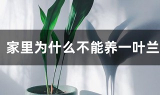家里为什么不能养一叶兰 吸甲醛的绿植排名