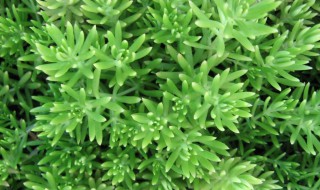 佛甲草冬天会枯萎吗（佛甲草冬季为何死亡）