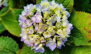 绣球花秋天怎么修剪（绣球花鲜切花养护方法）
