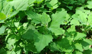 灰灰菜的功效与作用及禁忌 灰灰菜的功效与作用及禁忌能吃灰灰菜吗