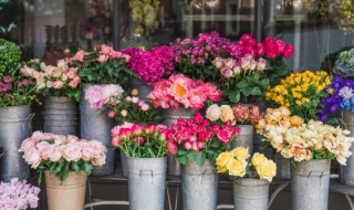 伊芙月季有哪些优秀的品种 伊芙月季有哪些优秀的品种