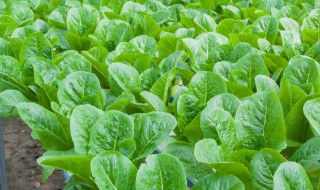 南方10月份适合种植什么蔬菜 南方十一月份适合种什么蔬菜