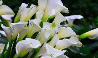 海芋花有毒吗（海芋花有毒吗会中毒吗）