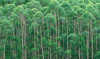 桉树高产种植技术 桉树高产种植技术视频