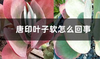 唐印叶子变软怎么回事（唐印软叶是什么原因）