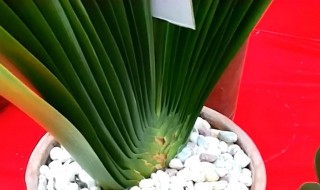 君子兰空根如何补救（君子兰空根怎么处理）