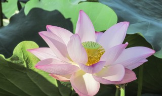 荷花冬天怎么处理 荷花冬天怎么处理干净