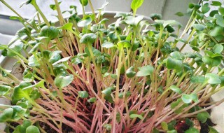 白萝卜苗能移栽吗(萝卜能移苗栽种吗)