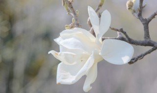 白玉兰花的扦插和繁殖 白玉兰花怎样扦插繁殖